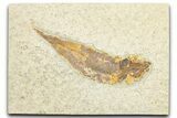 Bargain, Detailed Fossil Fish (Knightia) - Wyoming #333928-1